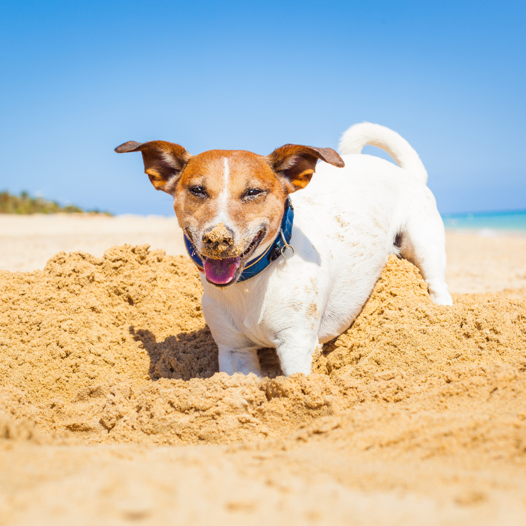 Why dogs love to scratch - Unravelling the mystery